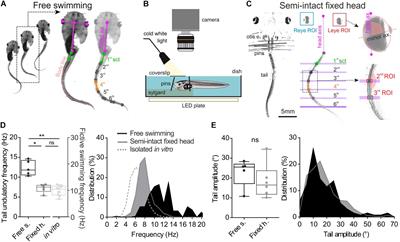 Temporal Relationship of Ocular and Tail Segmental Movements Underlying Locomotor-Induced Gaze Stabilization During Undulatory Swimming in Larval Xenopus